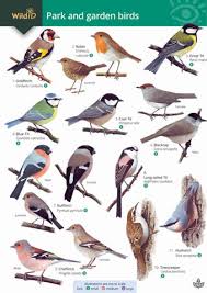 Quiz: british birds